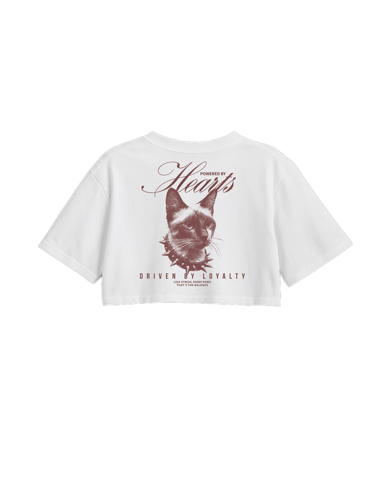 C-Top White Cat